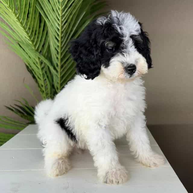 Chase - Bernedoodle Male