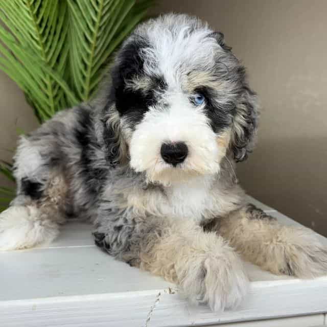 Carly - Bernedoodle Female