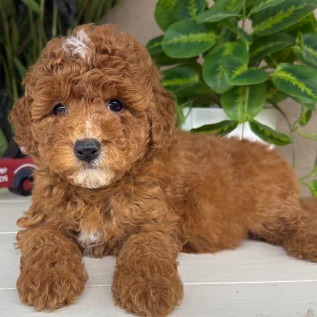 Theo - Goldendoodle Male