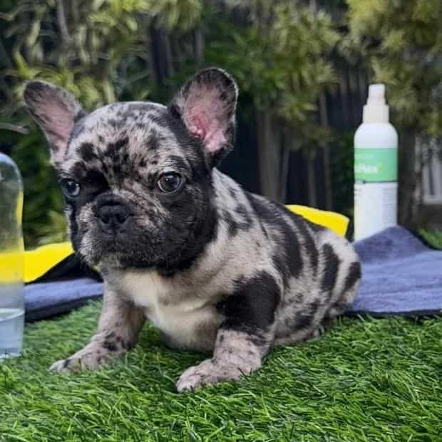 BORIS - French Bulldog Male