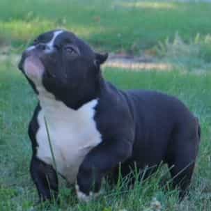Capone - American Bully Male