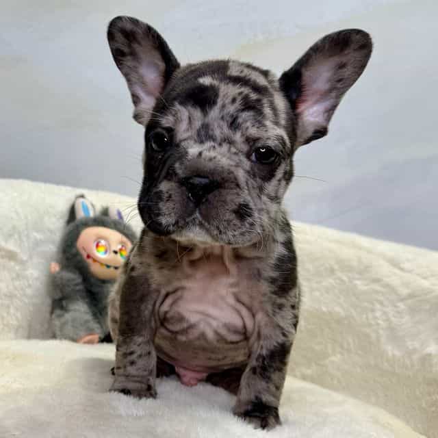 Lennox - French Bulldog Male