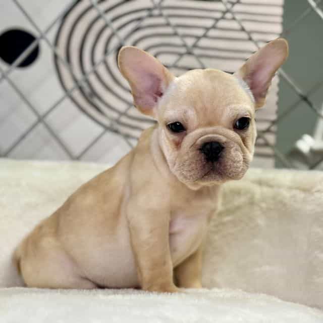 Lamiri - French Bulldog Female