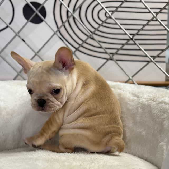 Leyara  - French Bulldog Female