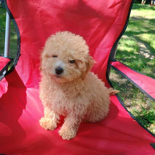 Phillip - Maltipoo Male