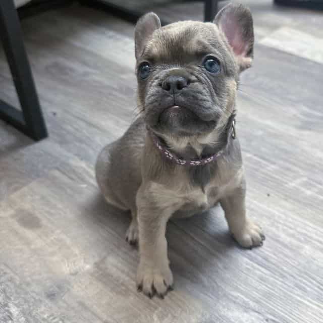 Purple - French Bulldog Female