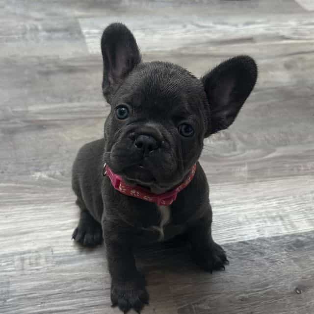 Pink - French Bulldog Female