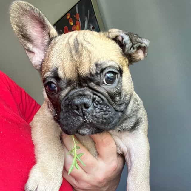 Toto  - French Bulldog Male