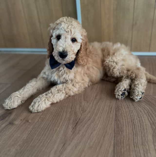 Jack - Goldendoodle Male