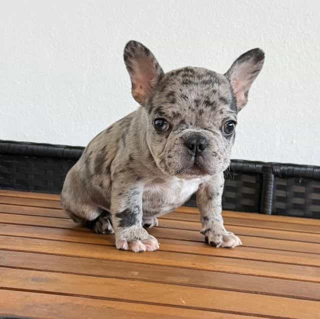 Ozzy - French Bulldog Male