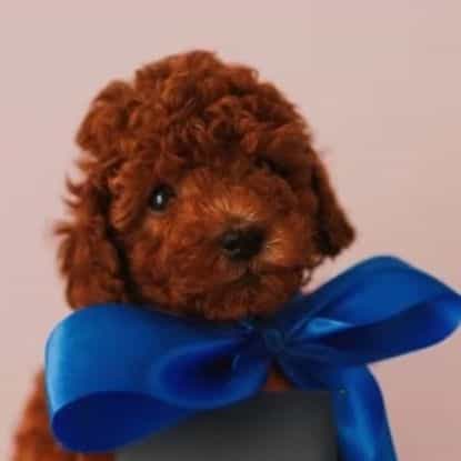Rusty  - Toy Poodle Male