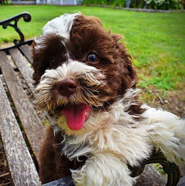 Dash - Havapoo Male