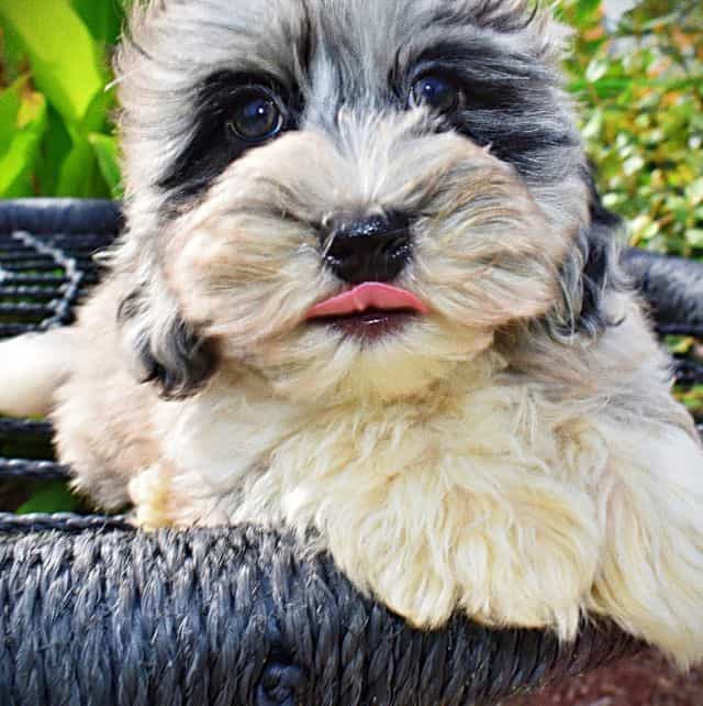 Elvis - Havapoo Male