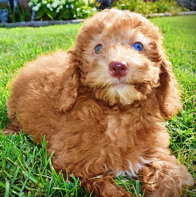 Ginger - Havapoo Female