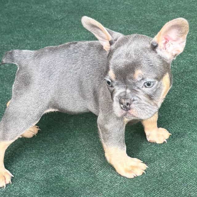 Bluella - Free-Lance Bulldog Female