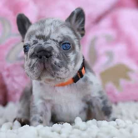 Daisy-ultra sma - French Bulldog Female