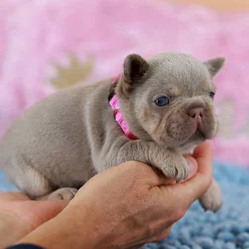 Denis - Isabell - French Bulldog Female