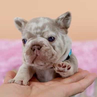 Dante - Big Rop - French Bulldog Male
