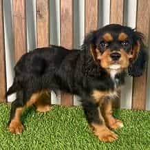 Winston - Cavalier King Charles Spaniel Male