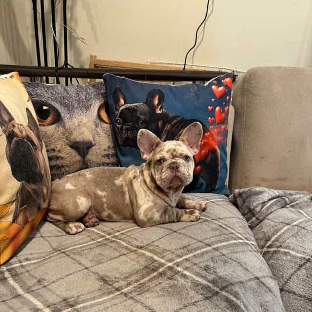 Puppy 1 - French Bulldog Female