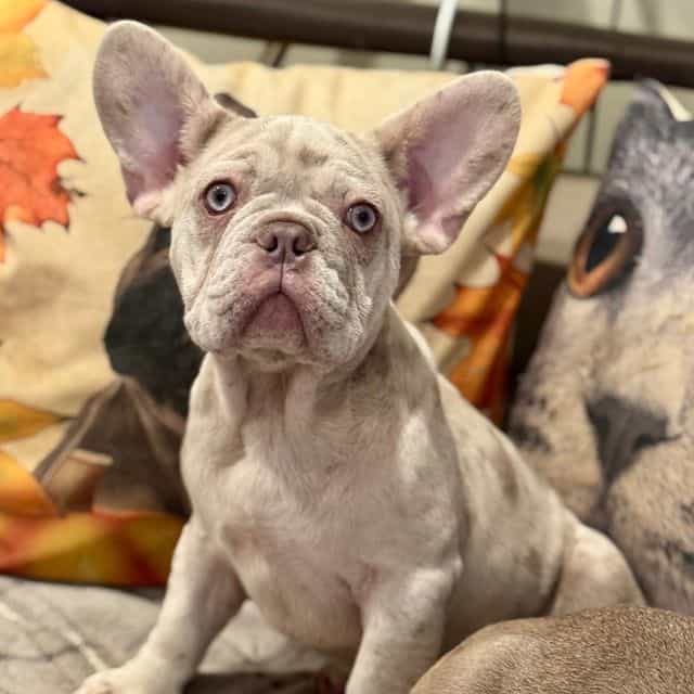 Puppy 2 - French Bulldog Male