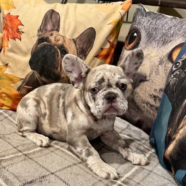 Puppy 3 - French Bulldog Female