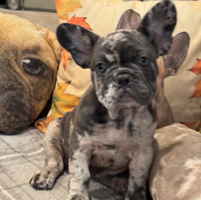 Puppy 5 - French Bulldog Female