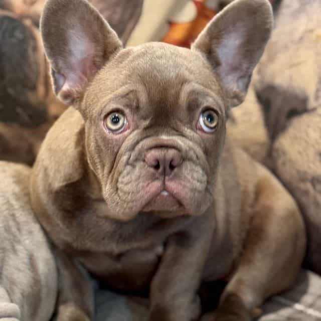 Puppy 6 - French Bulldog Female
