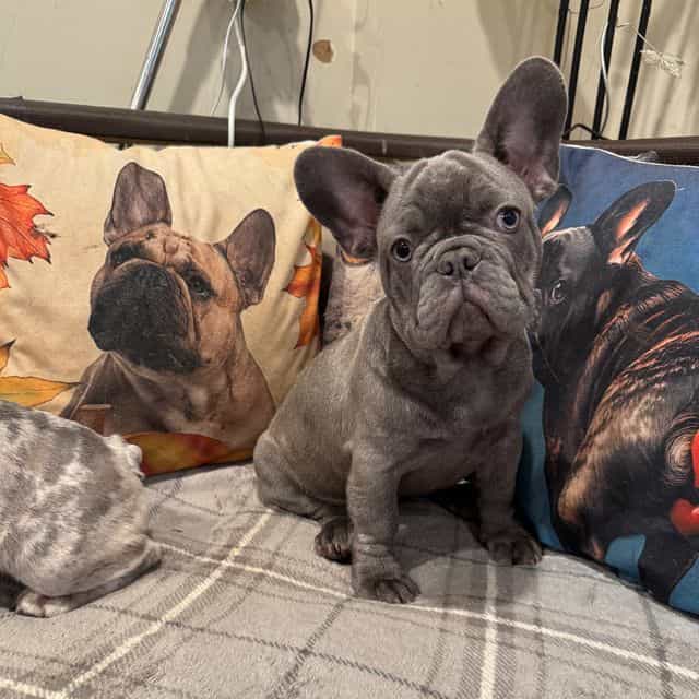 Puppy 4 - French Bulldog Male
