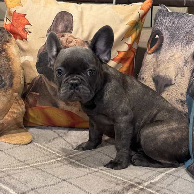 Puppy 7 - French Bulldog Female