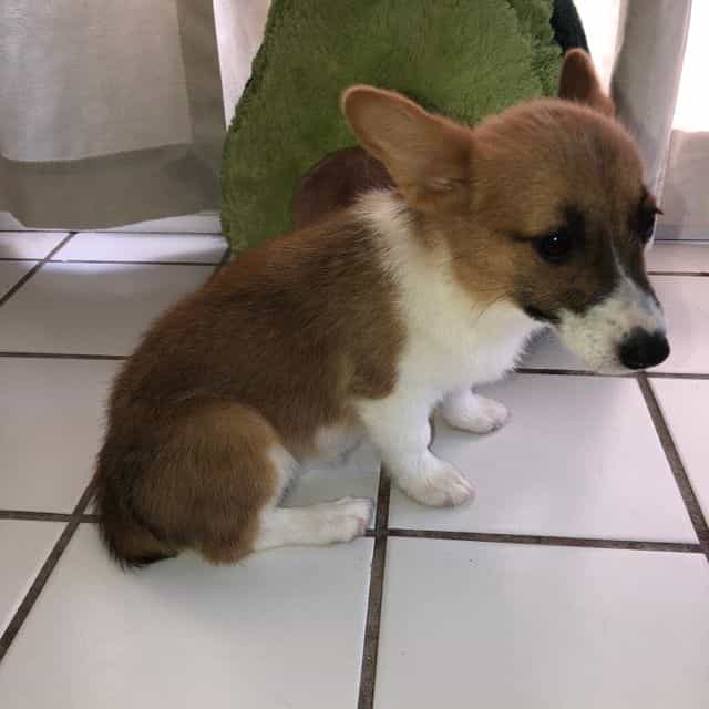 Girl 1 - Pembroke Welsh Corgi Female