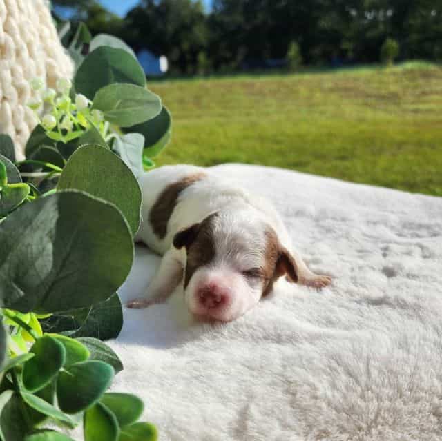 Timo - Havapoo Male