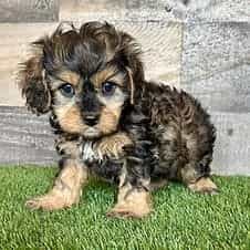 Willa - Cavapoo Female