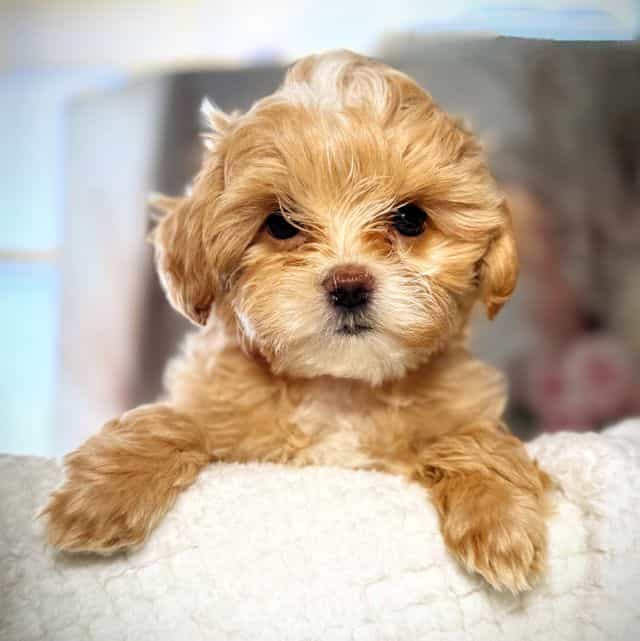 Red Collar Boy - Maltipoo Male
