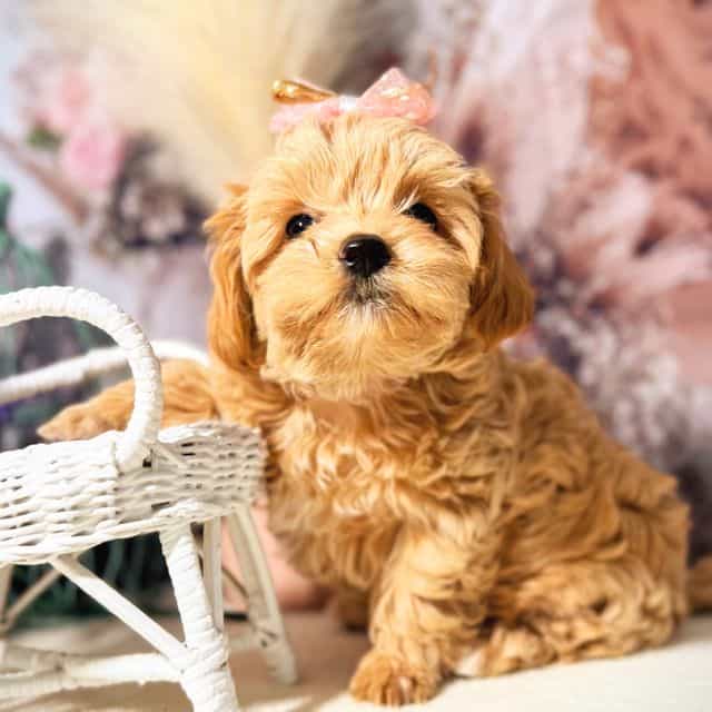 Dark Pink Colla - Maltipoo Female