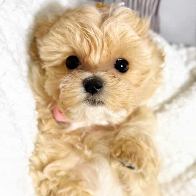 Light Pink Girl - Maltipoo Female