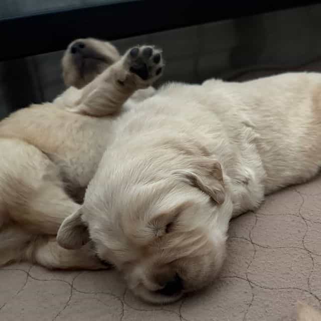 Willow - Golden Retriever Female