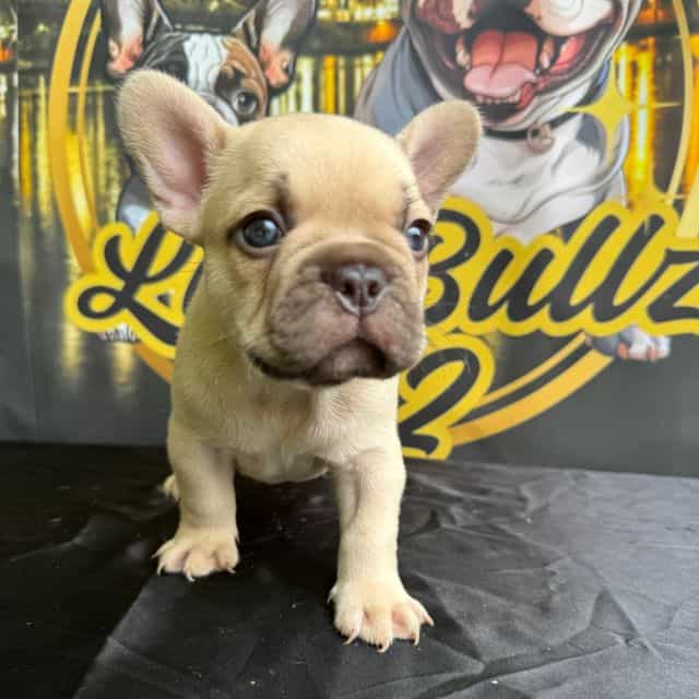 Tut - French Bulldog Male