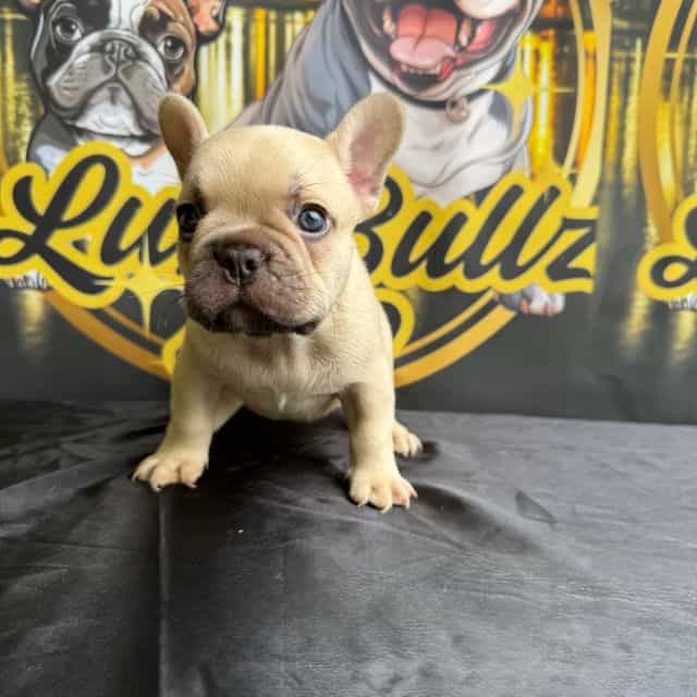 Tut - French Bulldog Male
