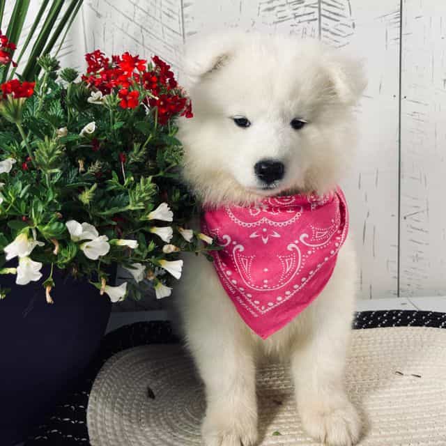 Bonnie - Samoyed Female