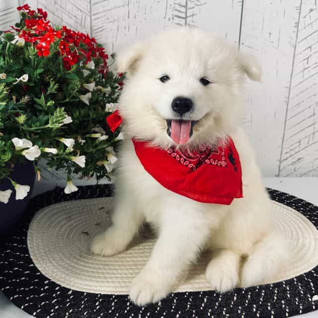 Perla - Samoyed Female