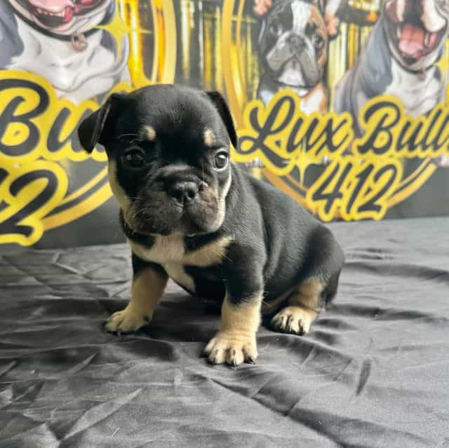 Keith - French Bulldog Male