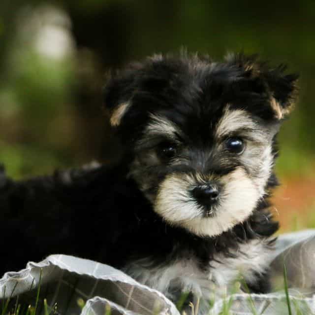 Skipper - Morkie Male
