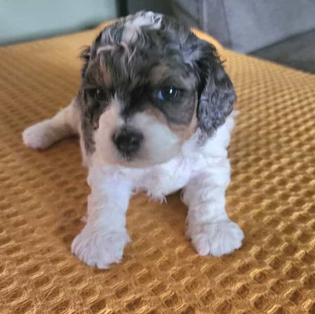 Hank - Cavapoo Male