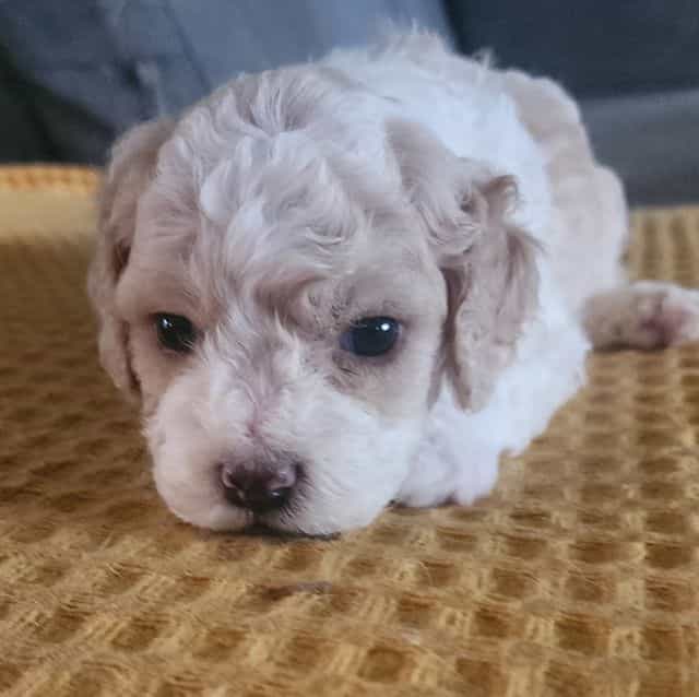 Lady - Cavapoo Female