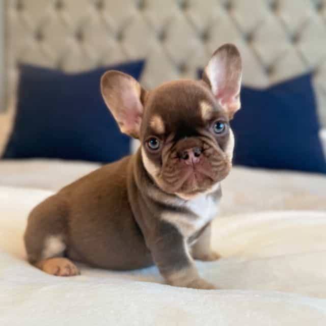 Mocha - French Bulldog Female