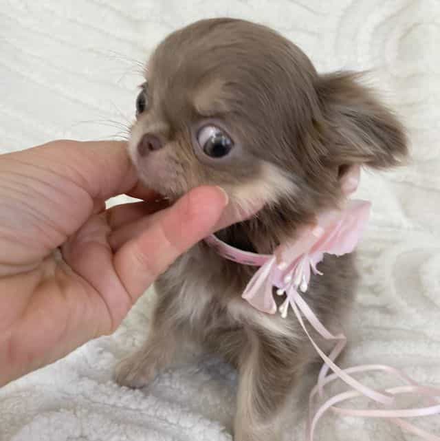 Beyonce hold  - Chihuahua Female