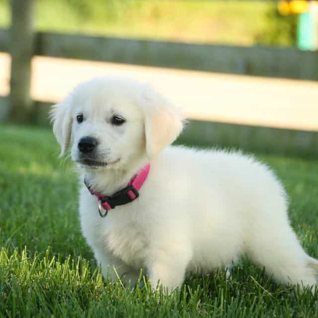 Tansy - Golden Retriever Female