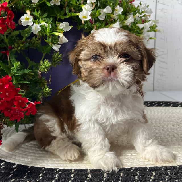 Argo - Shih Tzu Male