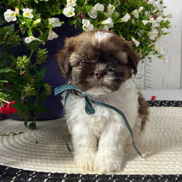 Boomer - Shih Tzu Male